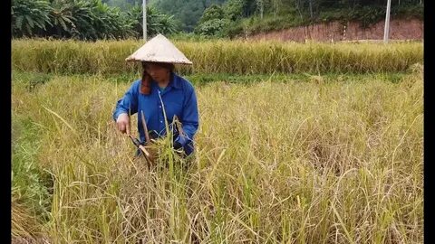 Forestival 2025 và Hotspot Matrix: Một sự kiện video ngắn độc đáo_Làm video ngắn trên điện thoại